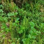 Lycopodium annotinum Foglia