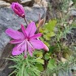 Epilobium dodonaei Blüte