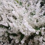 Fallopia aubertii Flors