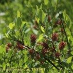 Salix caesia Libunga