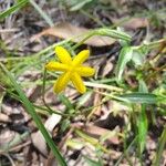 Urochloa eminii Квітка