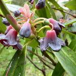 Rhododendron genestierianum