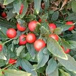 Solanum pseudocapsicum Frucht