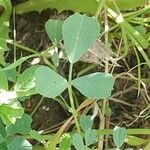 Medicago laciniata Blad