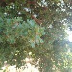 Quercus coccifera Levél