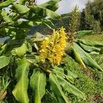 Hedychium gardnerianum പുഷ്പം