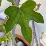 Brachychiton bidwillii Lapas