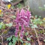 Corydalis solida Квітка