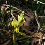 Polygala flavescens Blomma