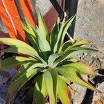 Agave demeesteriana Leht