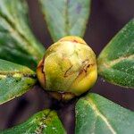 Rhododendron haematodes অন্যান্য