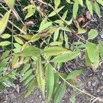 Aloysia citriodora Blad