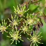 Chaerophyllum temulum Leaf