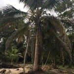 Cocos nucifera Лист