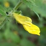 Melampyrum nemorosum Květ