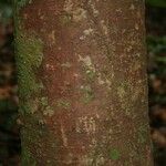 Aniba parviflora Кора