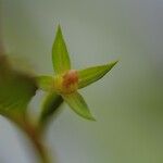 Ludwigia erecta Fruit