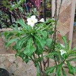 Plumeria pudica 葉