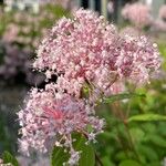 Ceanothus americanusBlomma