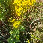 Senecio angulatusBlüte