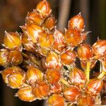 Juncus acutus Fruit