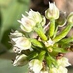 Neotinea maculata Květ
