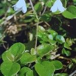 Linnaea borealis Pokrój