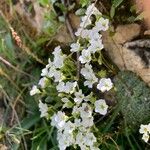 Saxifraga caesia Fula