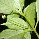 Alternanthera lanceolata Fuelha