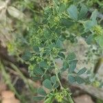 Coronilla valentina Blatt