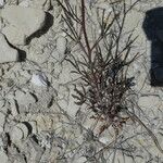 Reseda stricta Bark