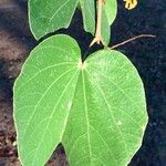 Piliostigma thonningii Leaf