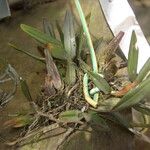 Bulbophyllum falcatum Облик