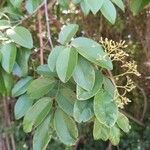 Dalbergia frutescens Φύλλο