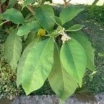 Solanum erianthum Kvet
