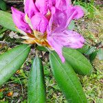 Rhododendron catawbiense പുഷ്പം