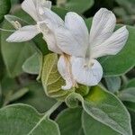 Barleria albostellata Flower