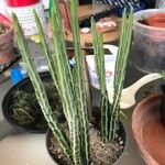 Kleinia stapeliiformis Hoja