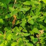 Lonicera morrowii Лист