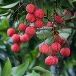 Litchi chinensis ഫലം