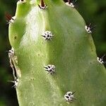 × Harrisinopsis jusbertii ᱪᱷᱟᱹᱞᱤ