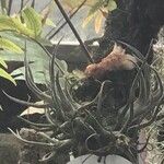 Tillandsia pruinosa 葉