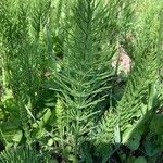 Equisetum arvenseΦύλλο