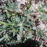 Lupinus hispanicus 叶