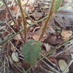 Croton hirtus Bark