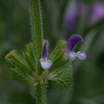 Salvia viridis Flower