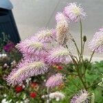 Sanguisorba hakusanensisFlower