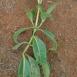Psychotria succulenta Yeri