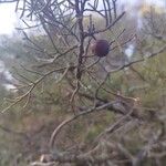 Juniperus phoenicea 果實