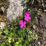 Dianthus glacialis Hoja